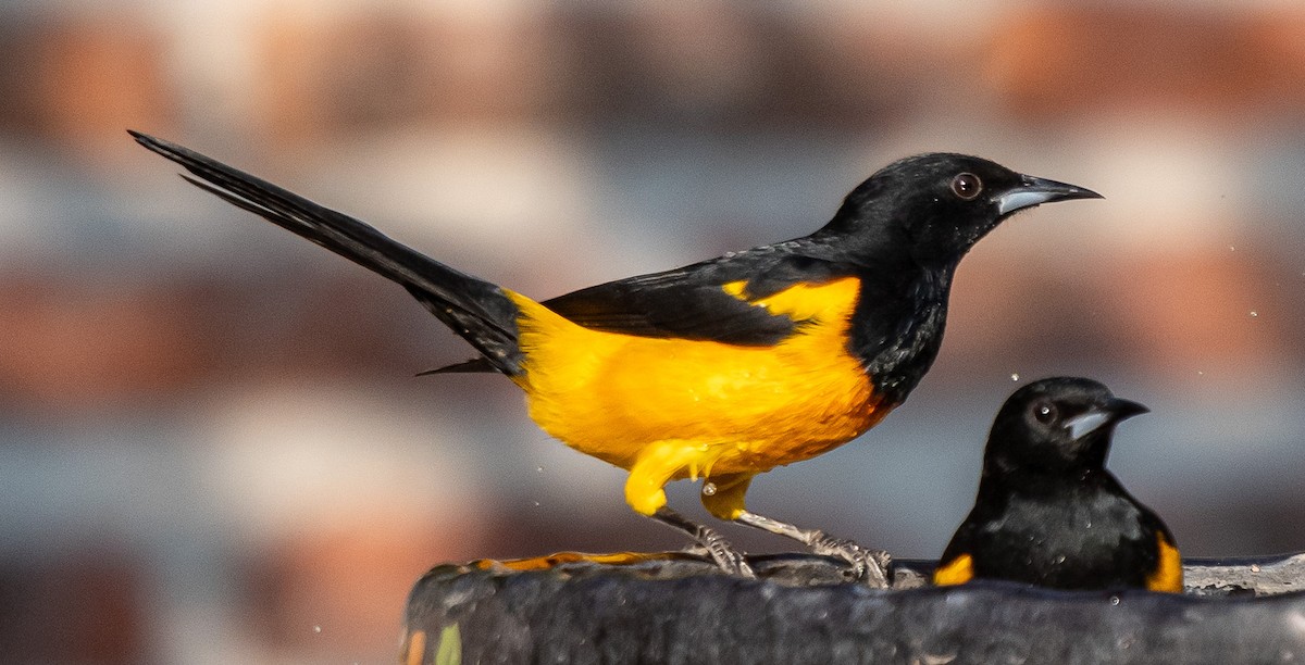 Black-vented Oriole - ML646141400