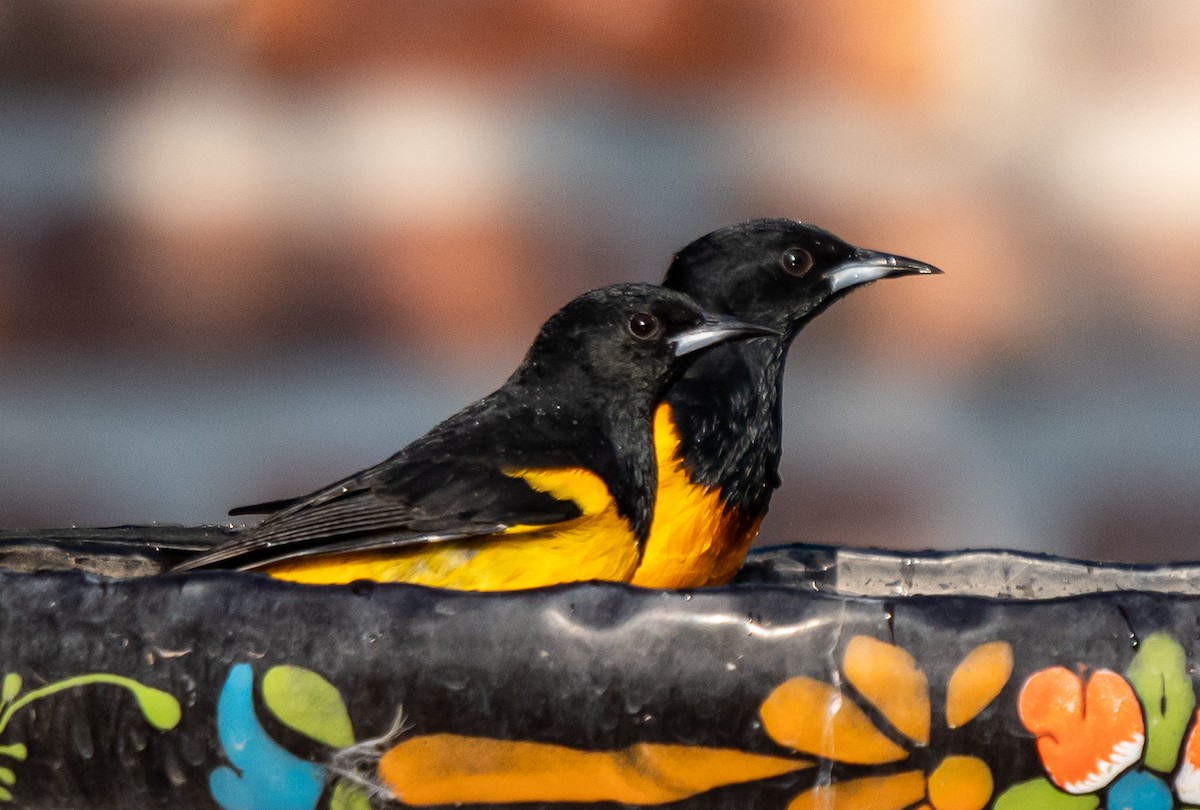 Black-vented Oriole - ML646141401