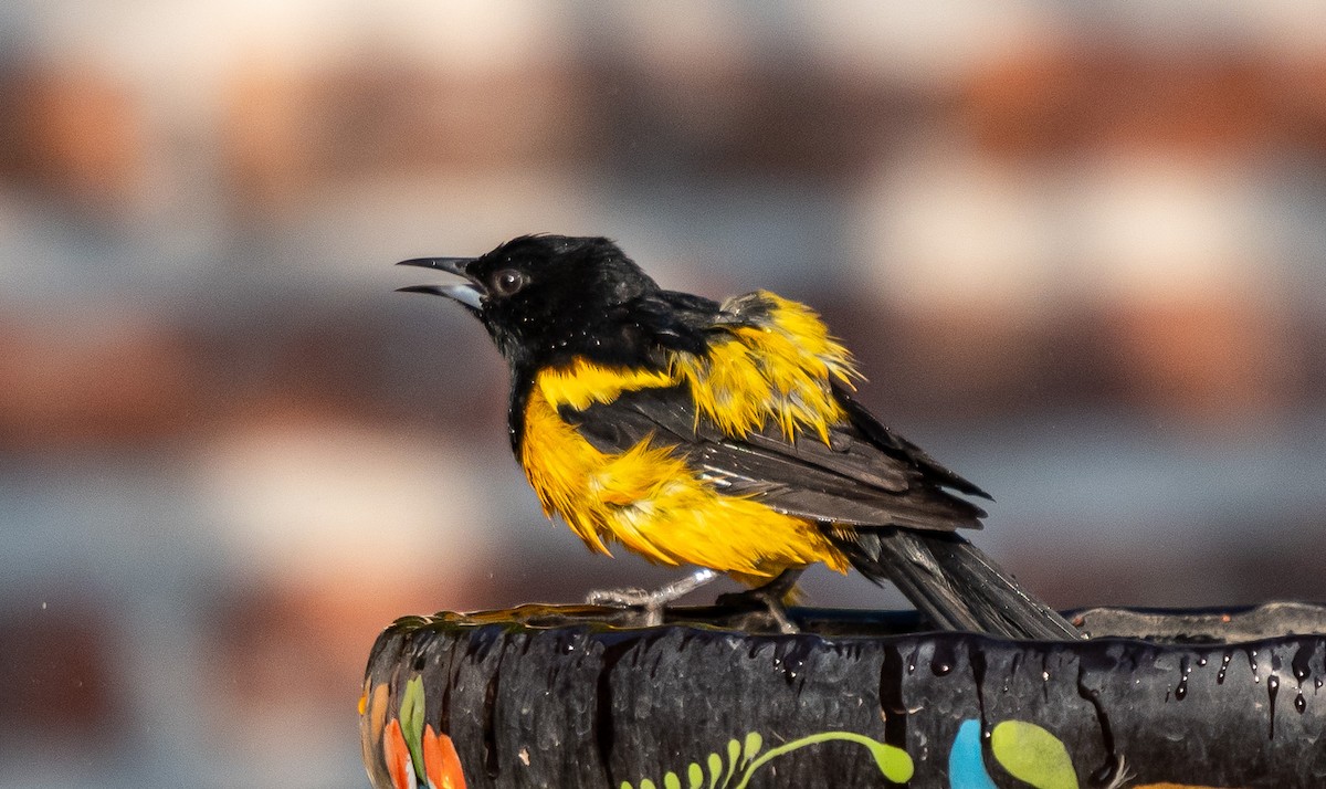 Black-vented Oriole - ML646141402