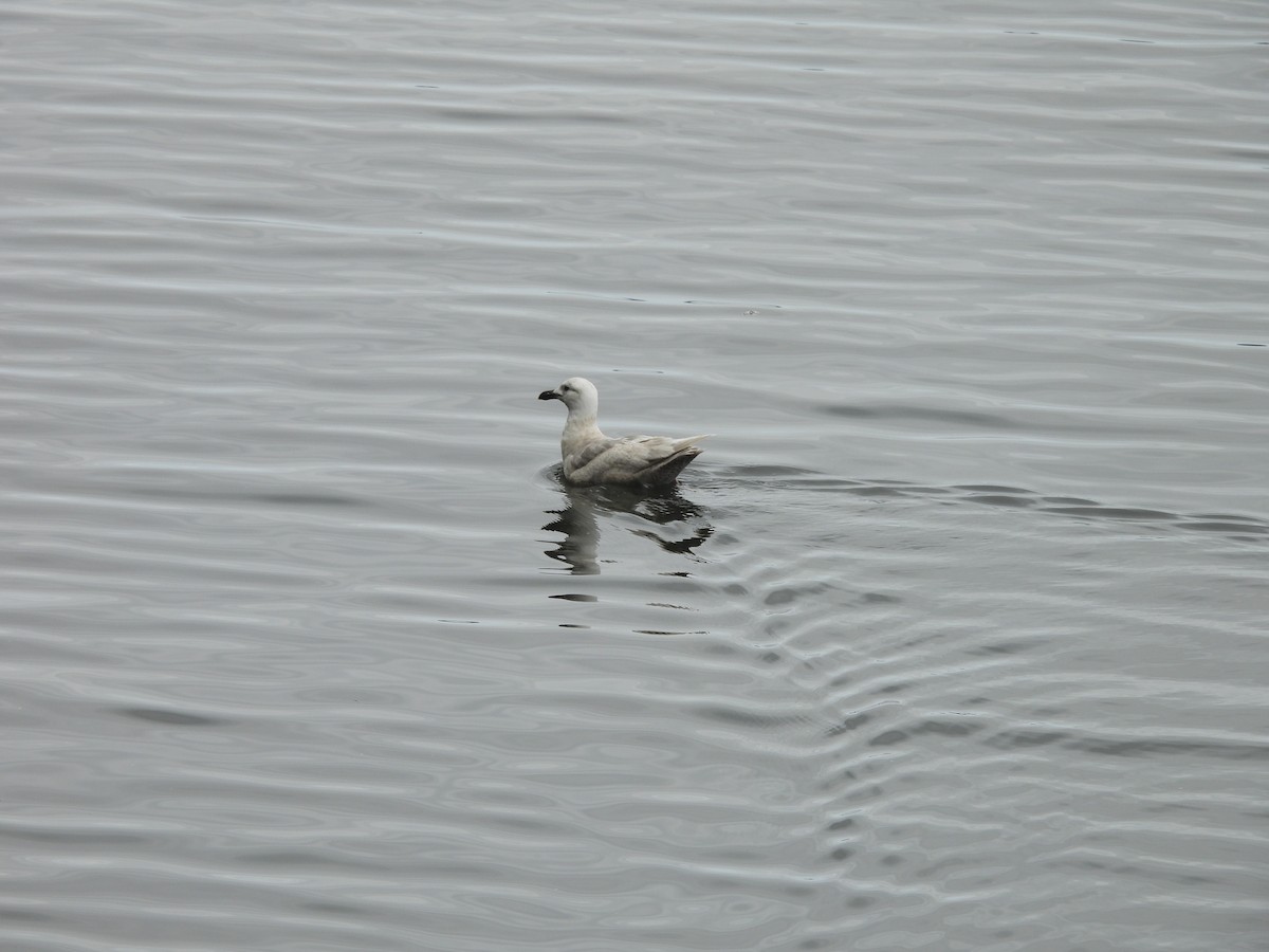 Glaucous-winged Gull - ML646141407