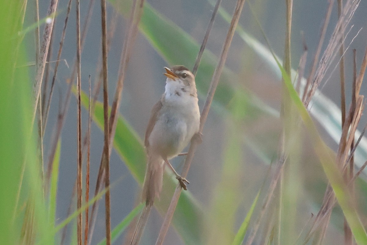 Black-browed Reed Warbler - ML646141411