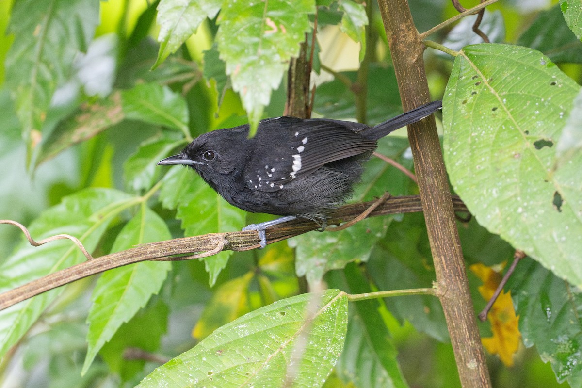 Dot-winged Antwren - ML646141412