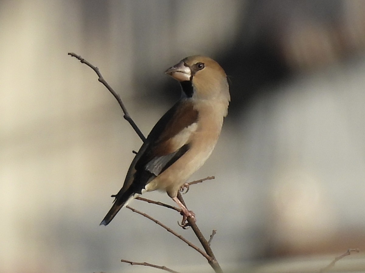 Hawfinch - ML646141413