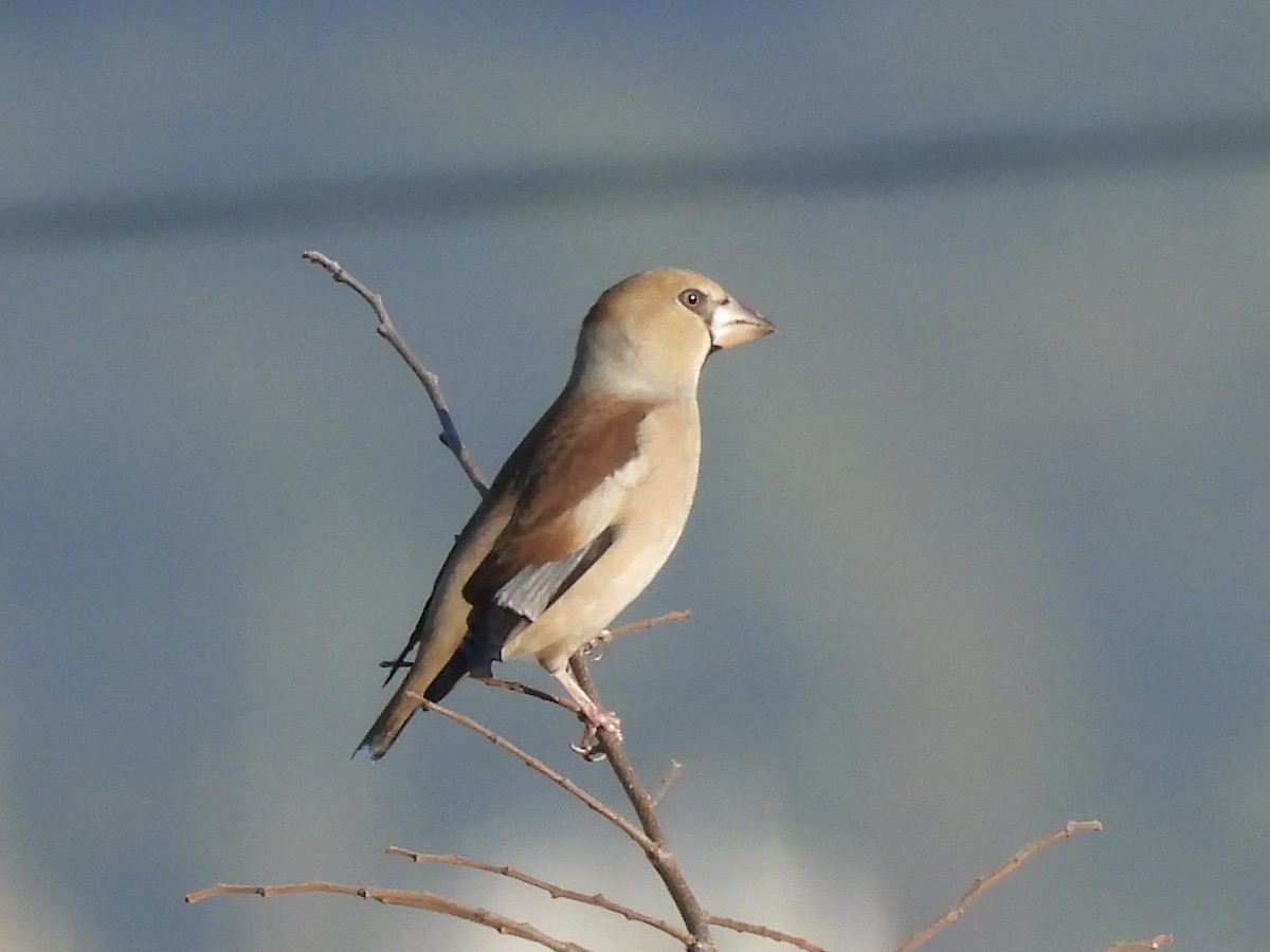 Hawfinch - ML646141414