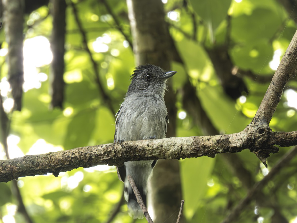 Bolivian Slaty-Antshrike - ML646141419