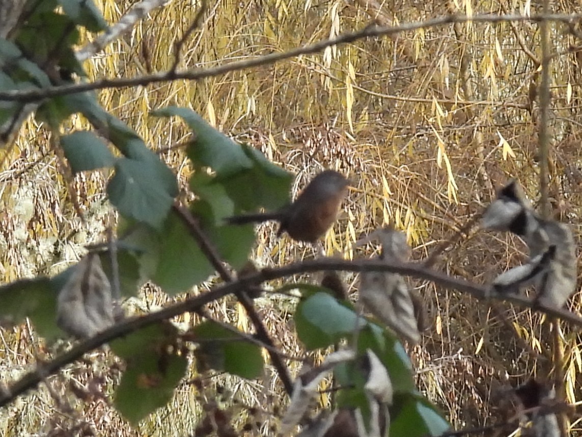 Wrentit - ML646141420