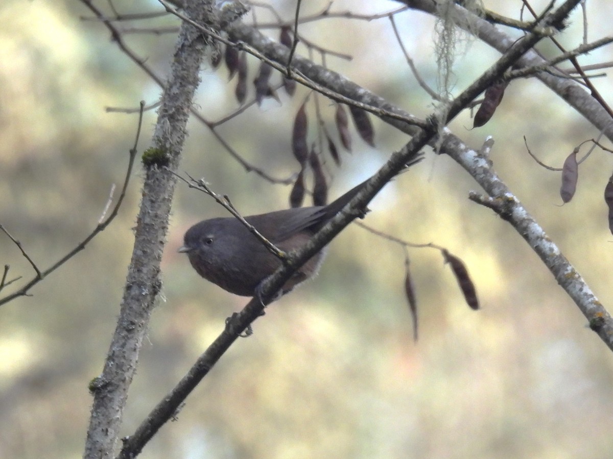 Wrentit - ML646141421