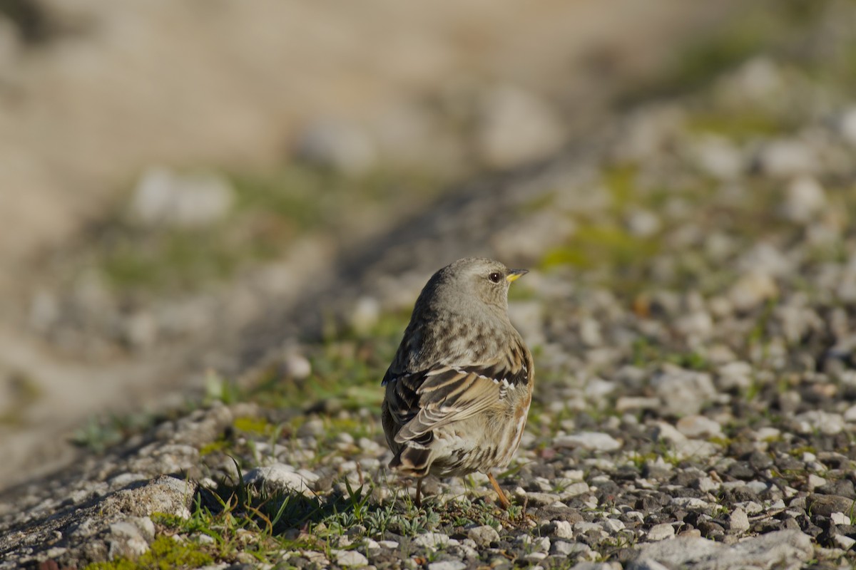 pěvuška podhorní - ML646141422