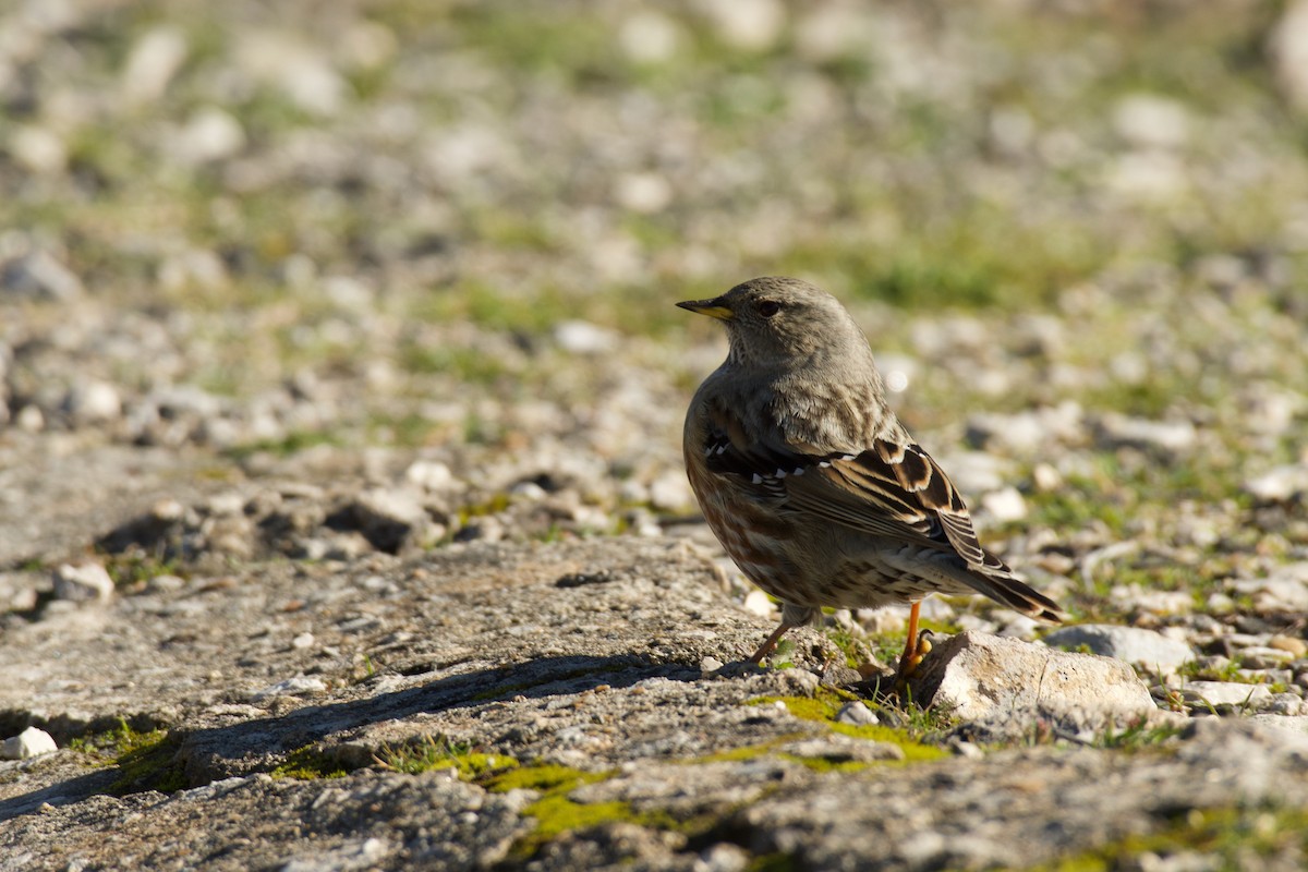 pěvuška podhorní - ML646141423