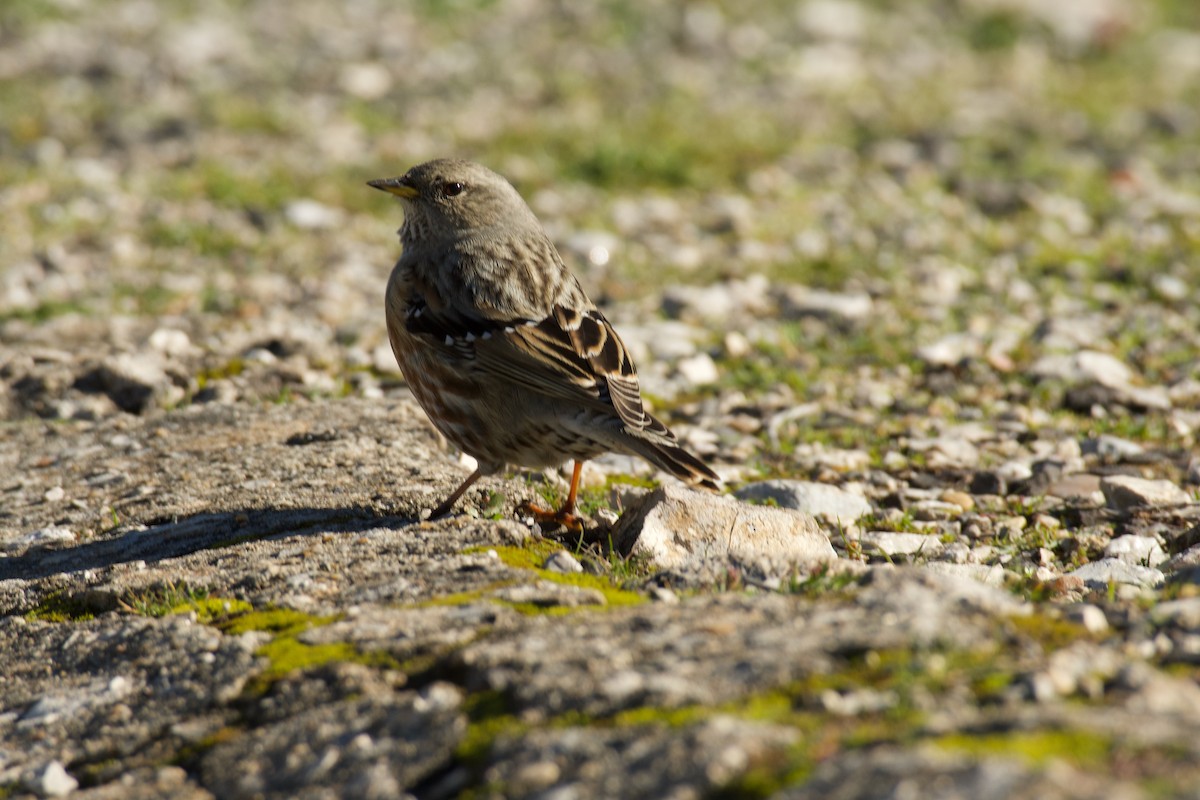 pěvuška podhorní - ML646141424