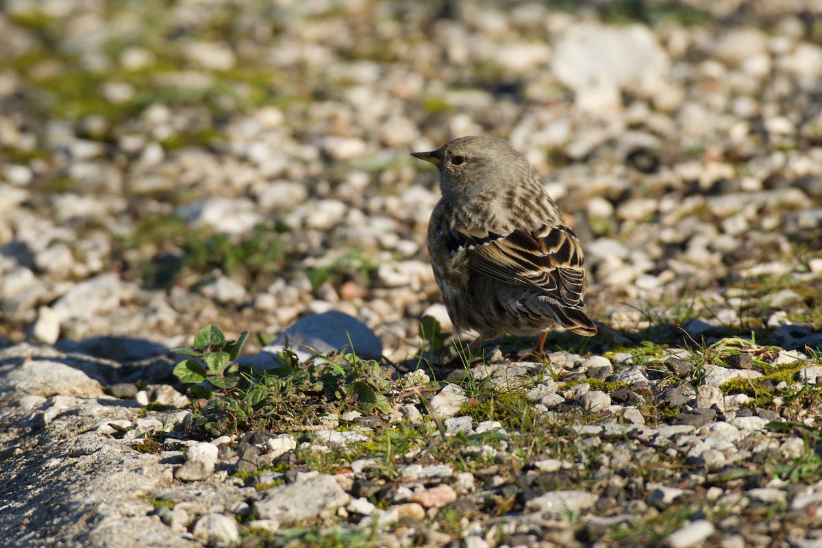 pěvuška podhorní - ML646141425