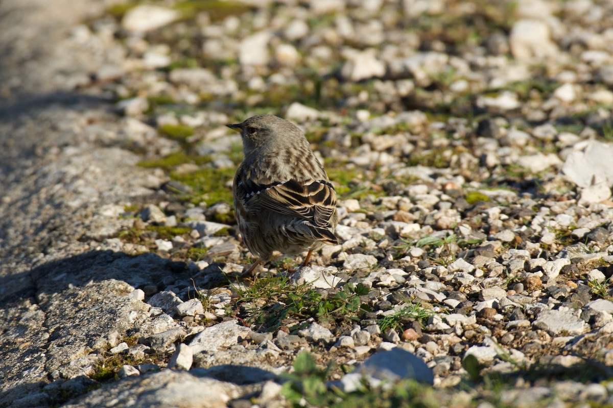 pěvuška podhorní - ML646141426