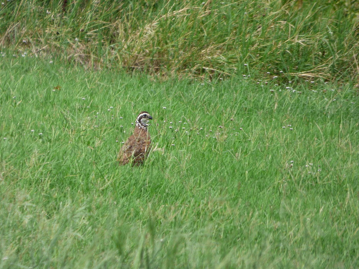 Northern Bobwhite - ML646141428