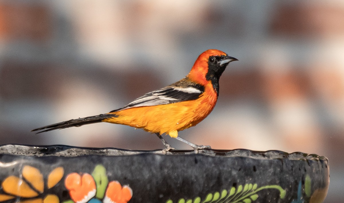 Streak-backed Oriole - ML646141429