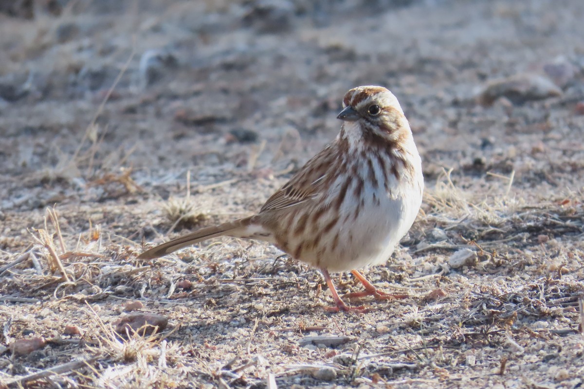 strnadec zpěvný - ML646141430