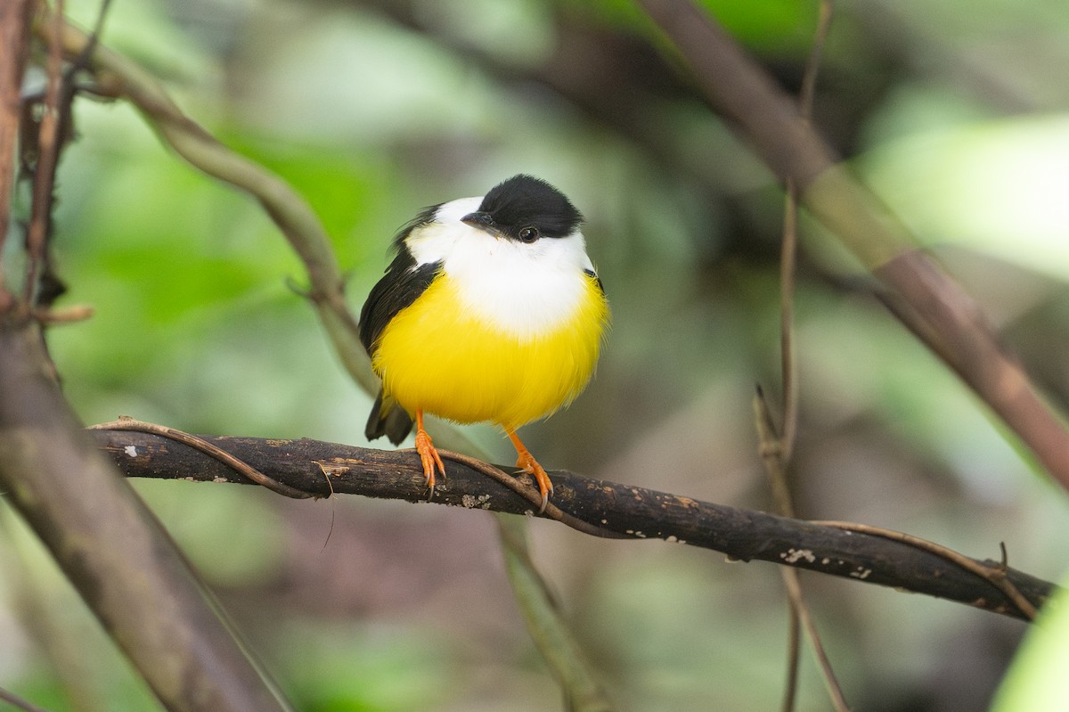 White-collared Manakin - ML646141431