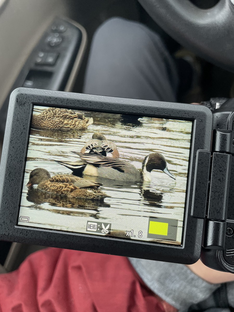 ostralka štíhlá - ML646141433