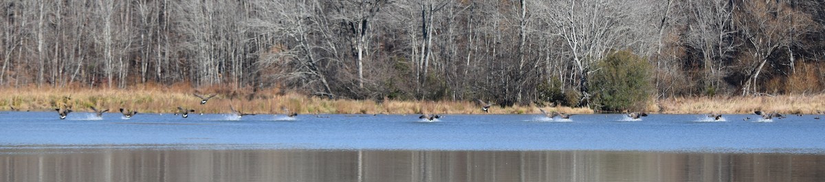 berneška velká - ML646141435