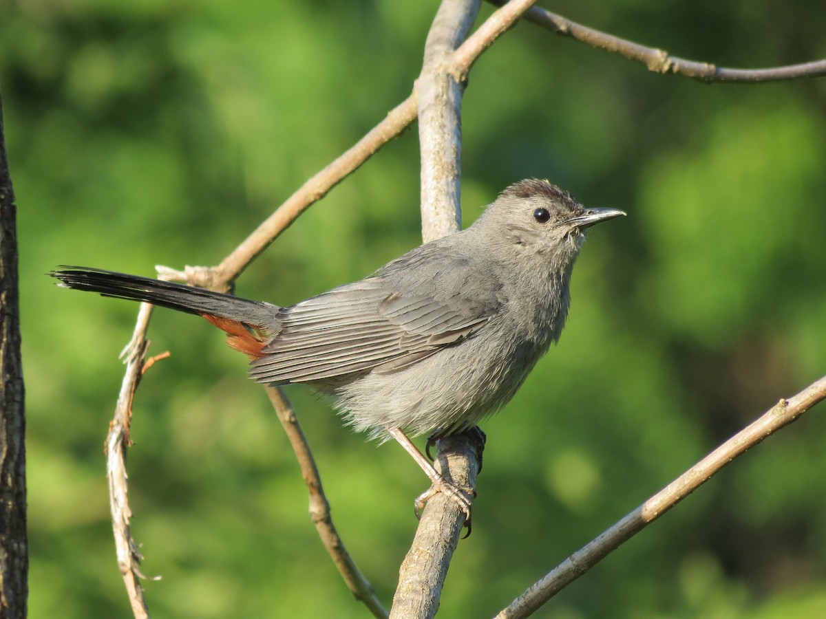 drozdec černohlavý - ML646141436