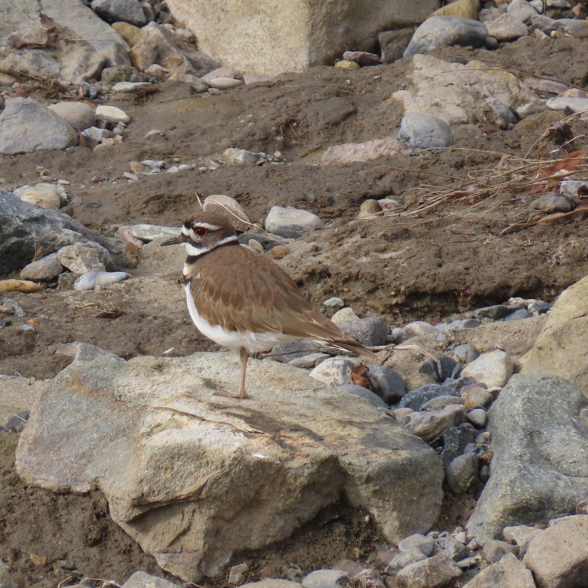 kulík rezavoocasý - ML646141437