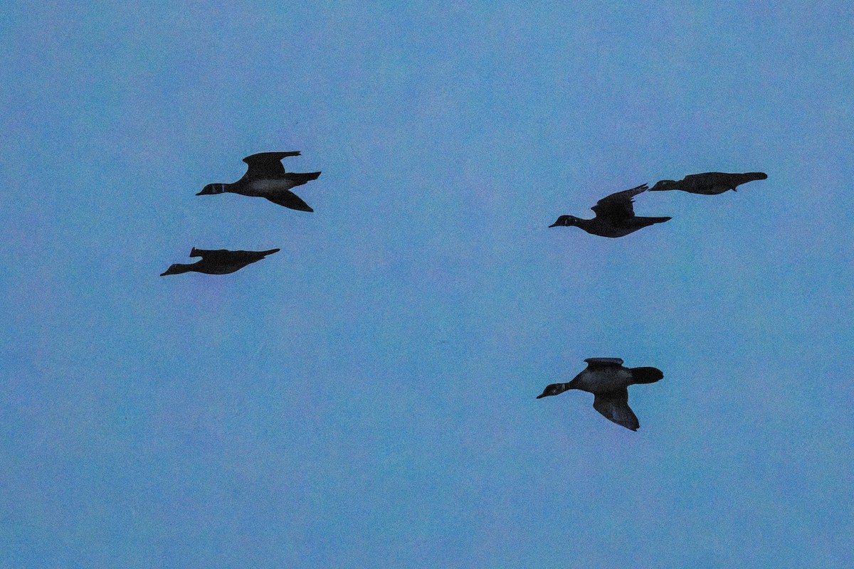 kachnička karolínská - ML646141438