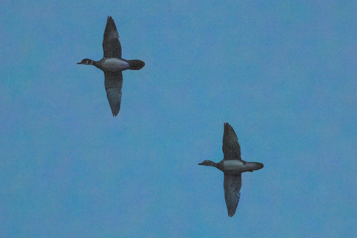 kachnička karolínská - ML646141439