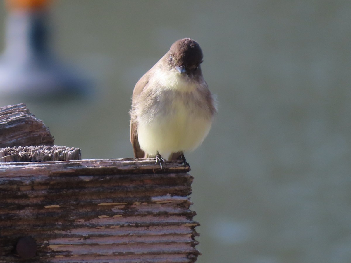 tyranovec domácí - ML646141440