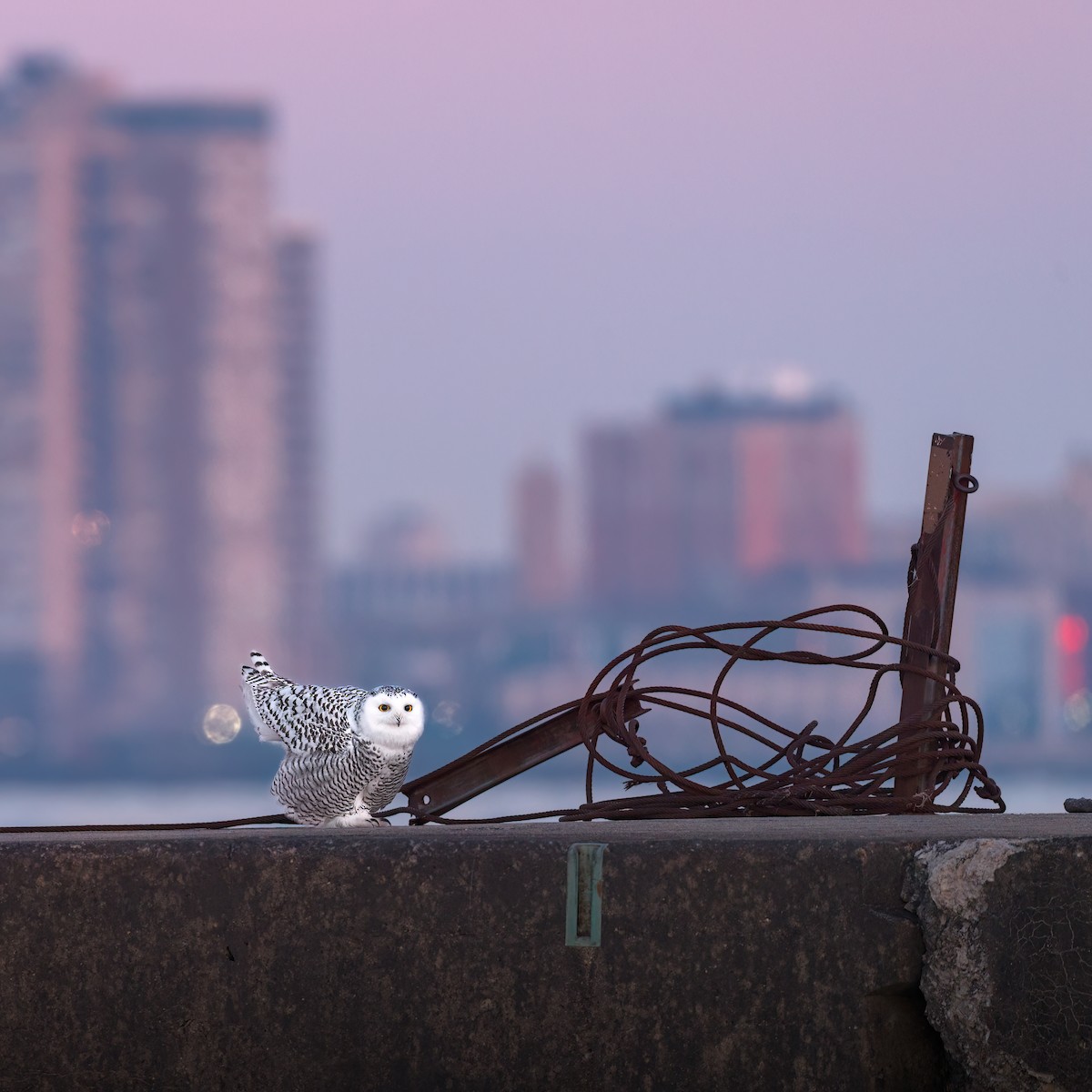 sovice sněžní - ML646141441