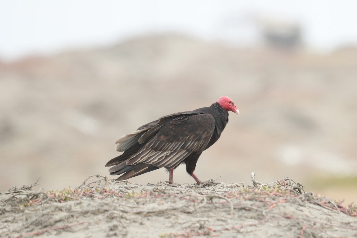 kondor krocanovitý - ML646141442