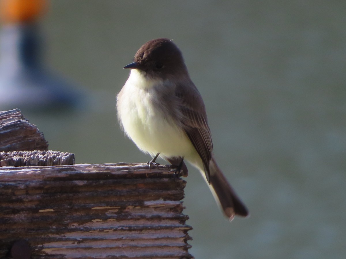 tyranovec domácí - ML646141443