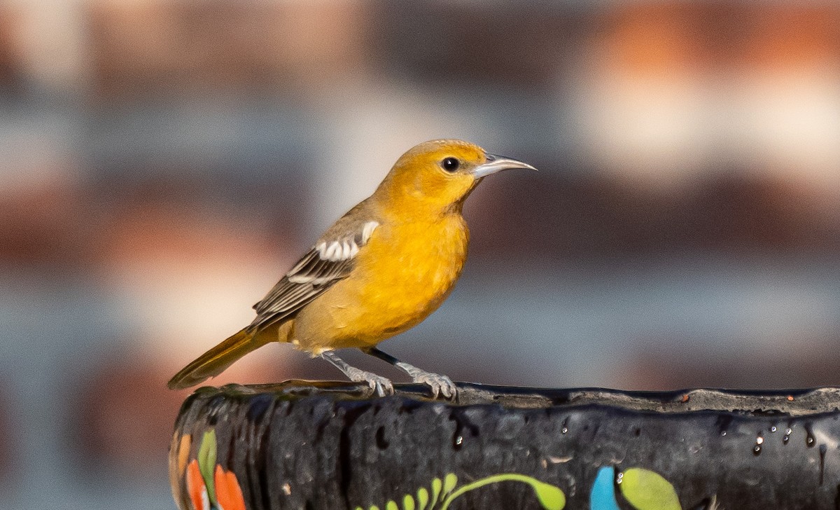 Bullock's Oriole - ML646141444