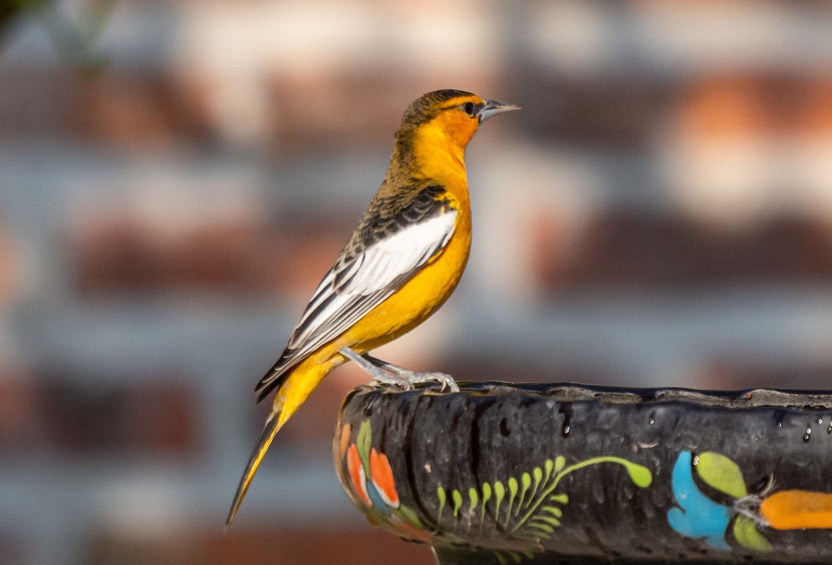 Bullock's Oriole - ML646141445