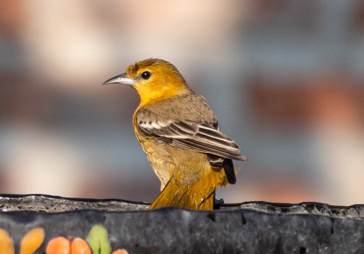 Bullock's Oriole - ML646141446