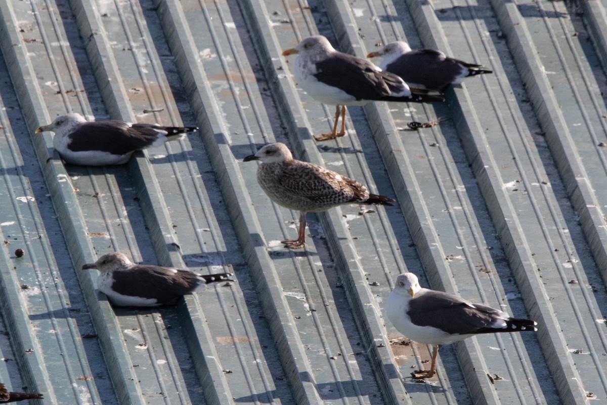 racek mořský - ML646141447