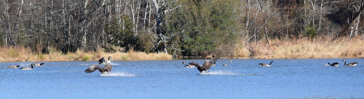 berneška velká - ML646141449