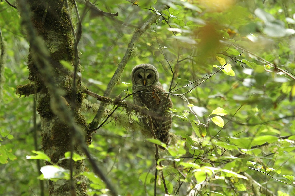 puštík proužkovaný - ML646141450