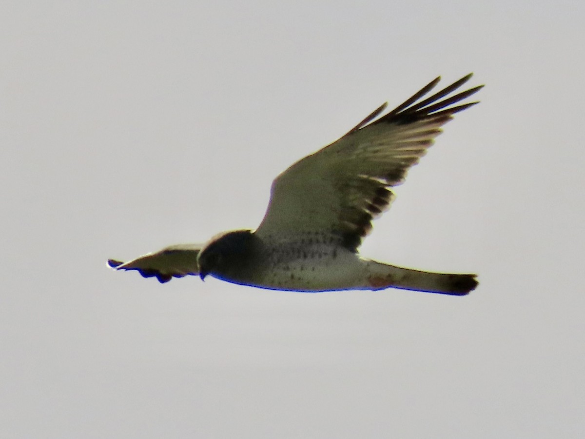 moták severoamerický - ML646141452