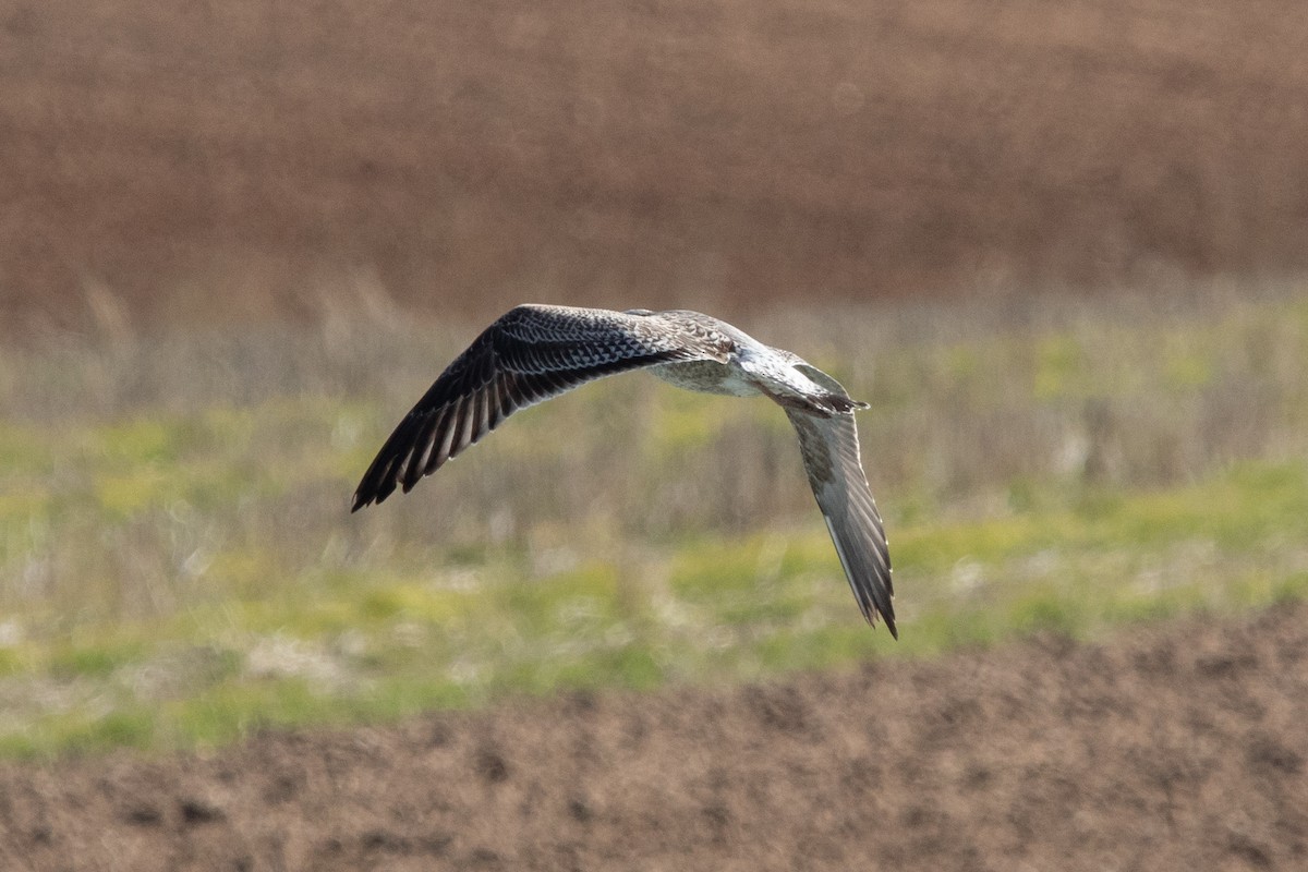 racek mořský - ML646141455