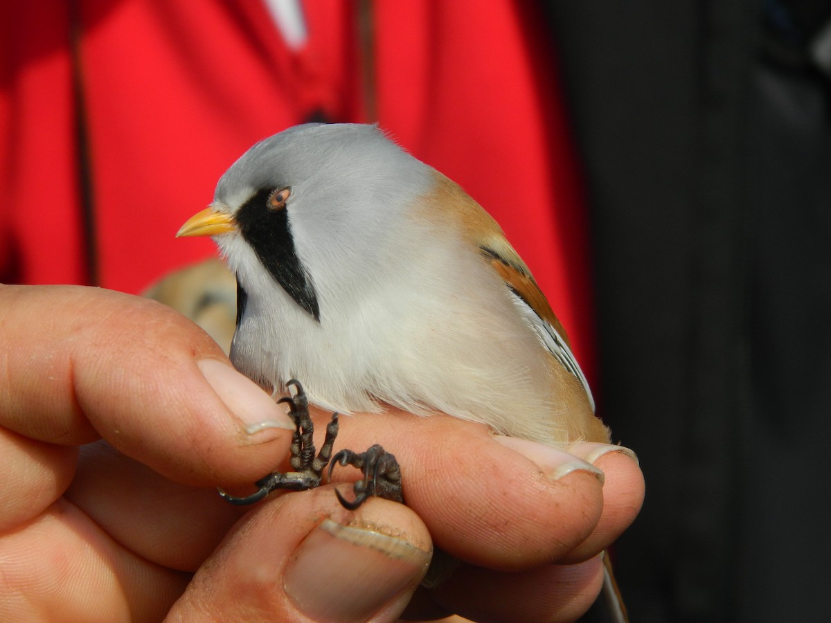 sýkořice vousatá - ML646141456