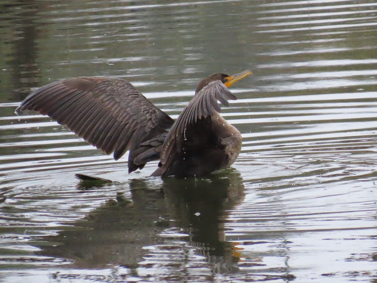 kormorán ušatý - ML646141457