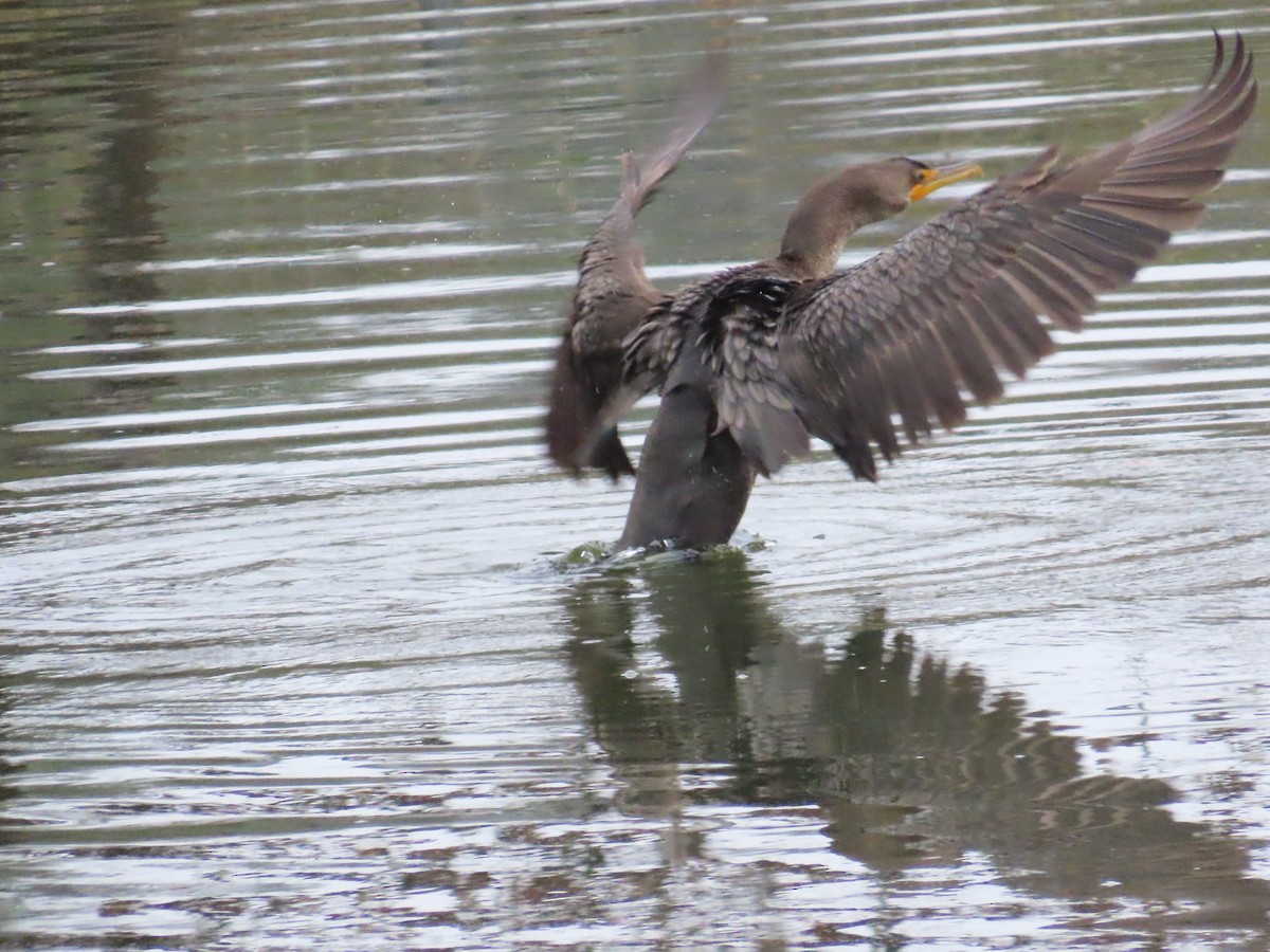 kormorán ušatý - ML646141459