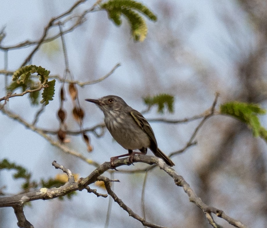 Pearly-vented Tody-Tyrant - ML646141461