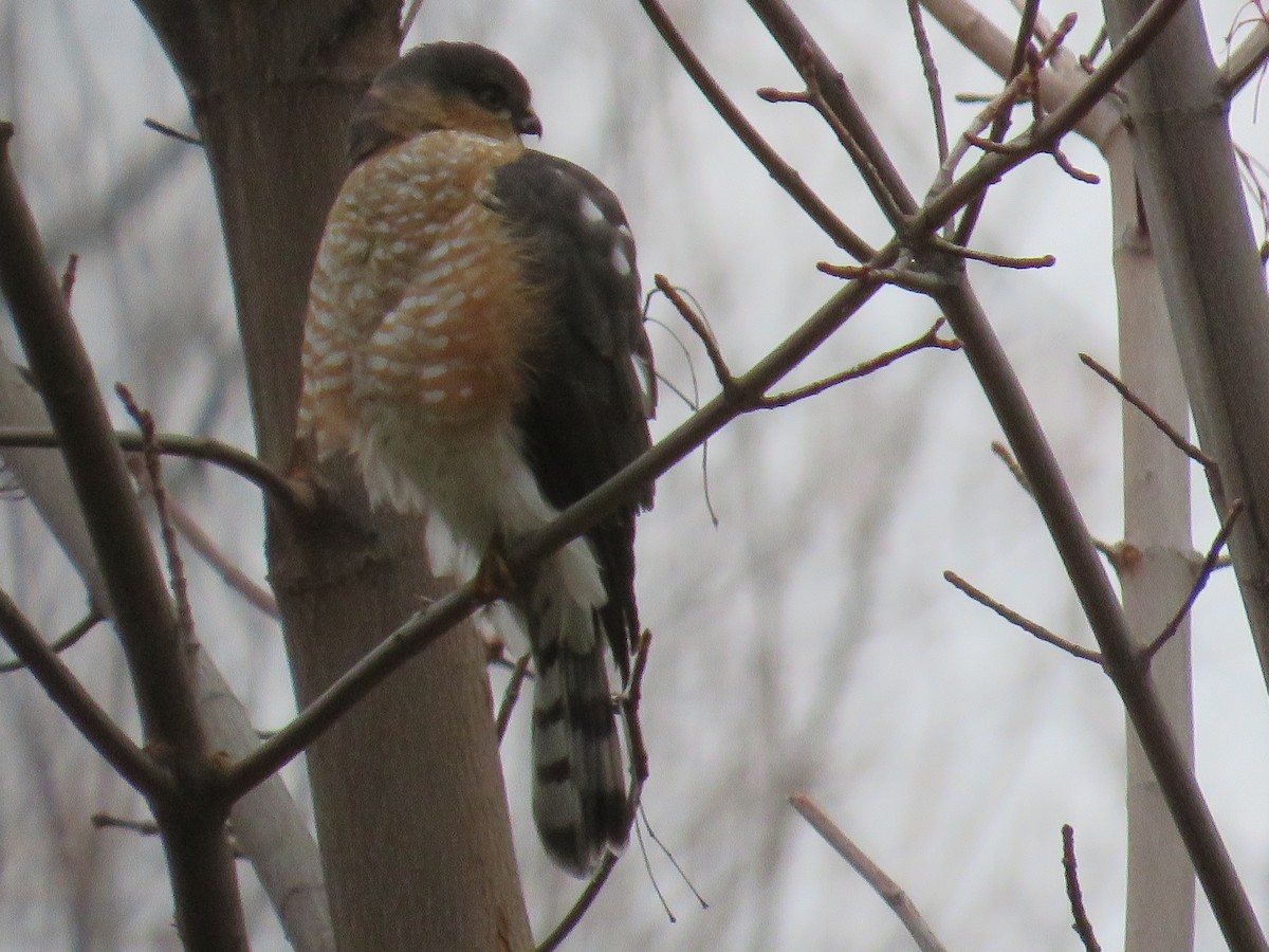 Eckschwanzsperber - ML646141462