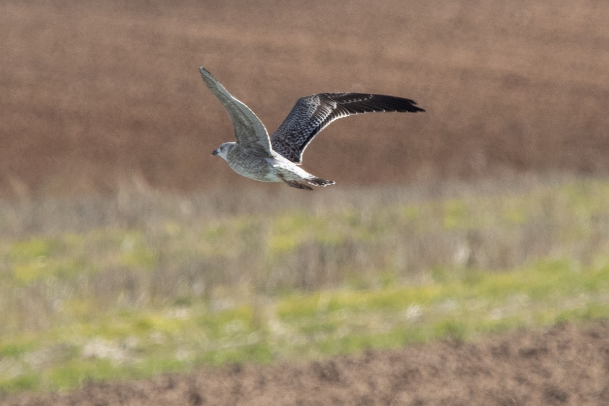 racek mořský - ML646141463