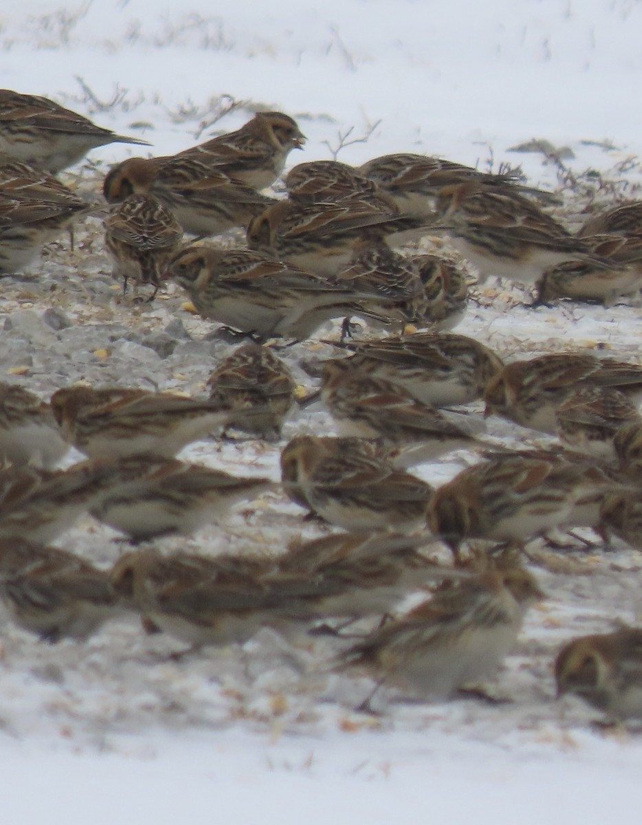 Lapland Longspur - ML646141465