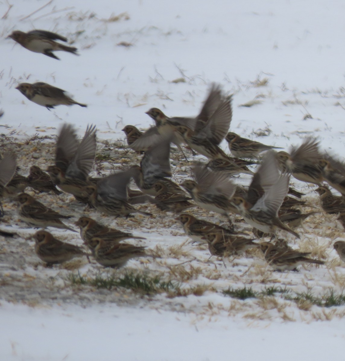 Lapland Longspur - ML646141466