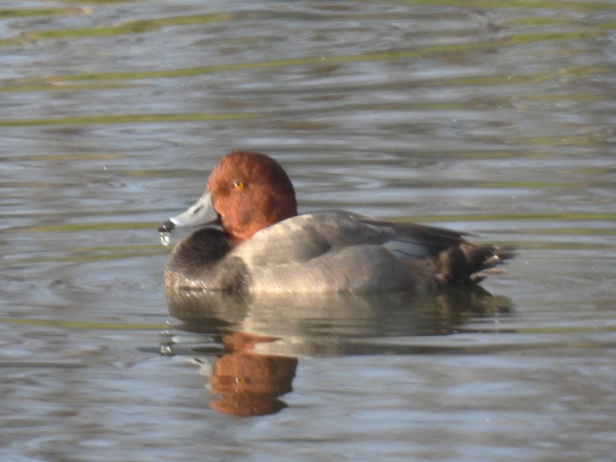 Redhead - ML646141467