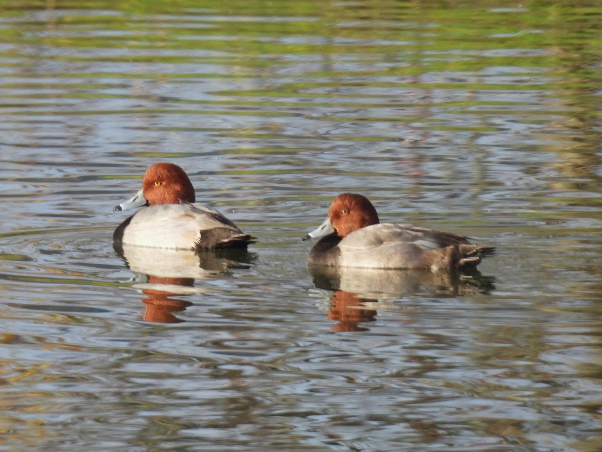 Redhead - ML646141468