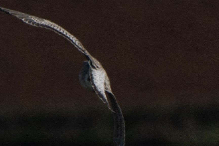 racek mořský - ML646141469