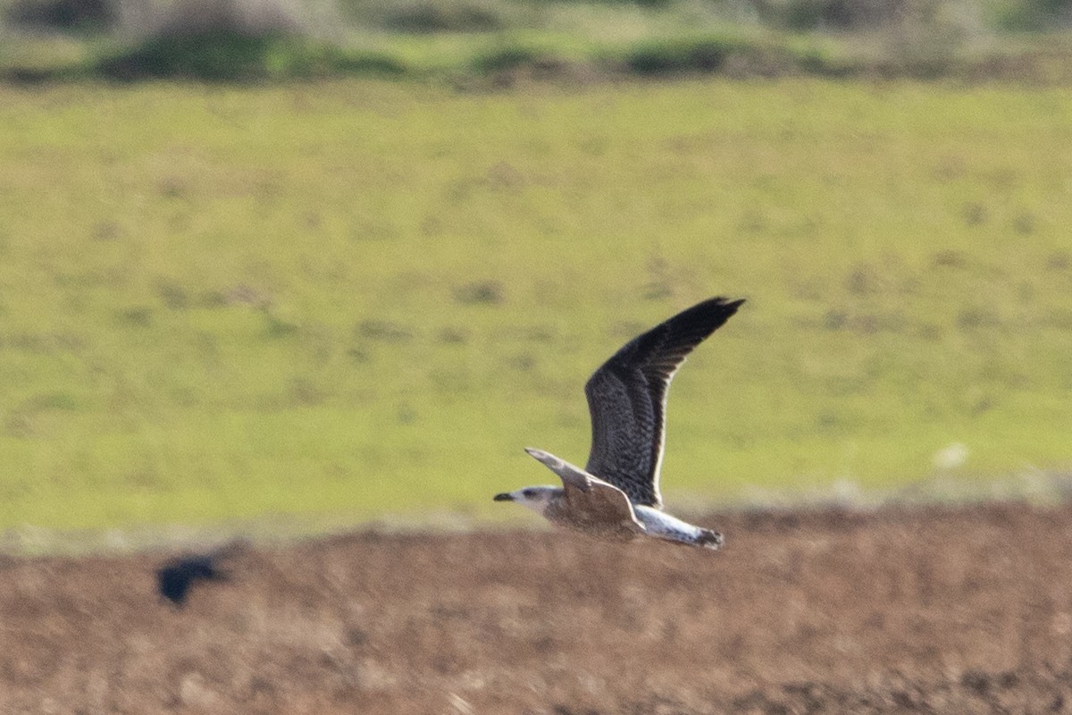 racek mořský - ML646141472